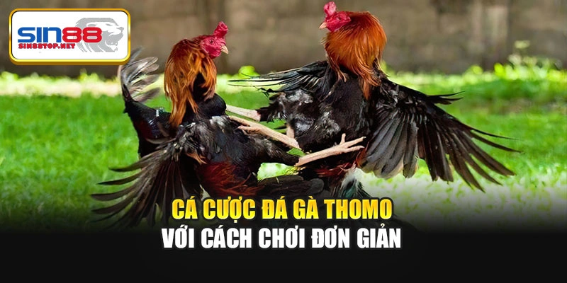 Cá cược đá gà Thomo với cách chơi đơn giản