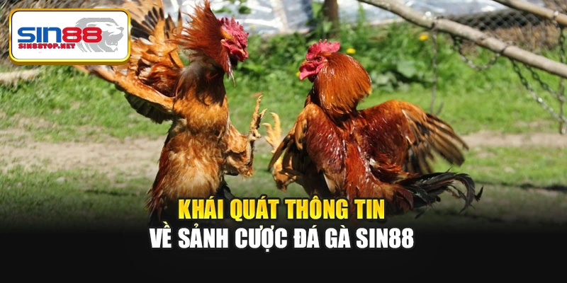 Khái quát thông tin về sảnh cược đá gà Sin88