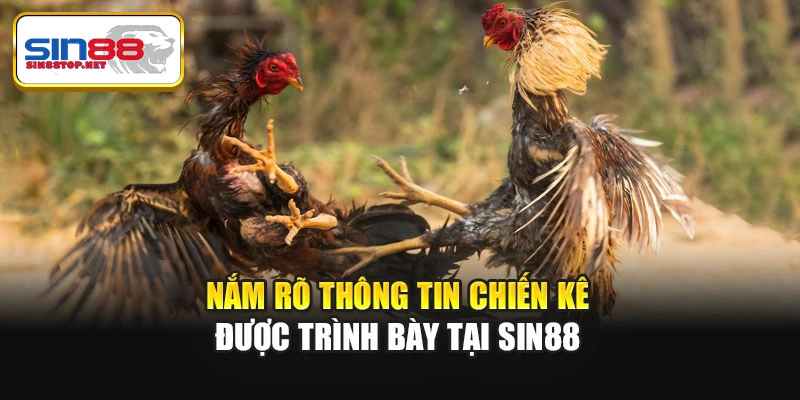 Nắm rõ thông tin chiến kê được trình bày tại Sin88